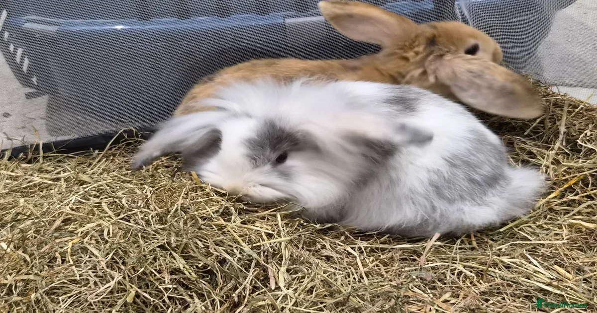 Gorgeous baby rabbits for sale for sale in Sevenoaks | Pets4Homes