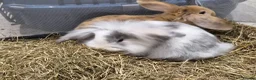Lionhead rabbits for sale: Gorgeous baby rabbits for sale - Advert 1