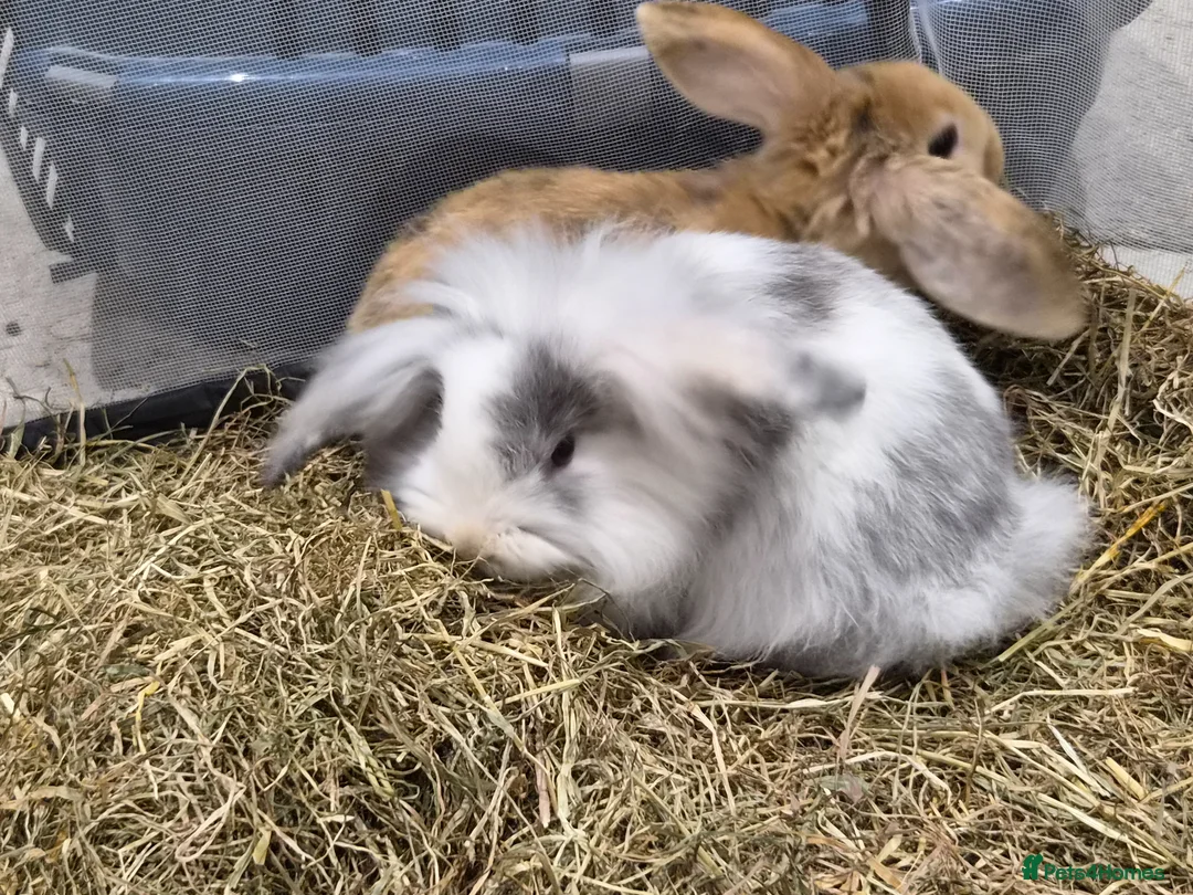 Lionhead rabbits for sale: Gorgeous baby rabbits for sale - Advert 1