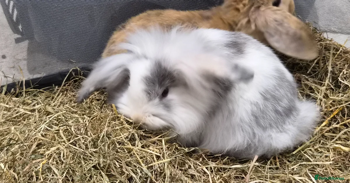 Gorgeous baby rabbits for sale for sale in Sevenoaks | Pets4Homes