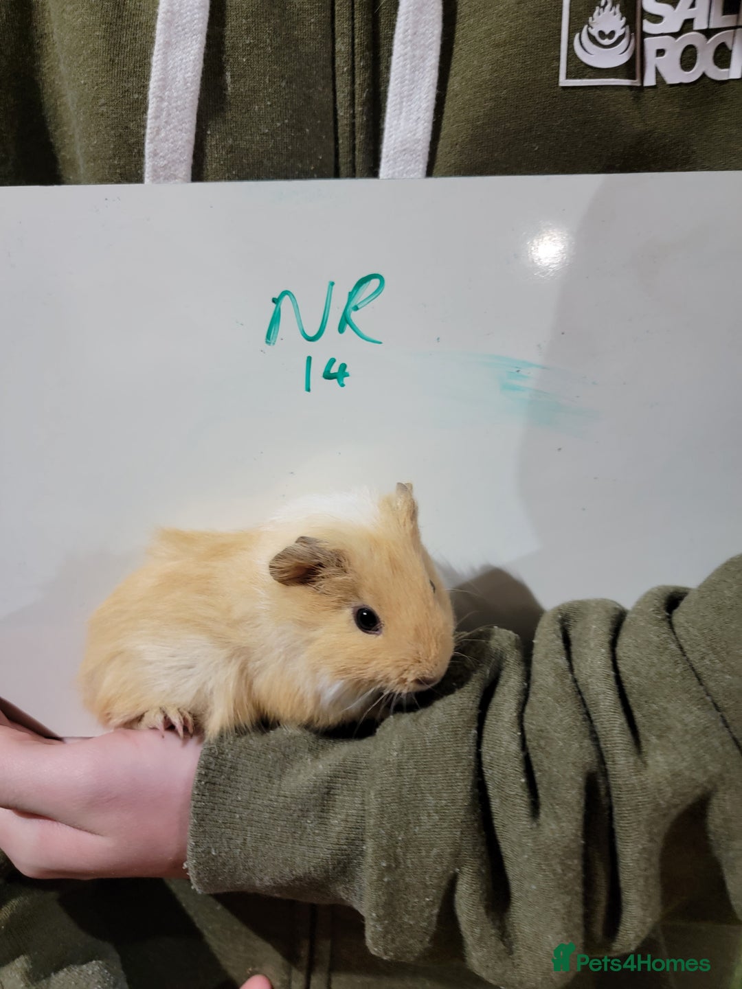 Guinea Pig rodents for sale: Male guinea pigs - Advert 14