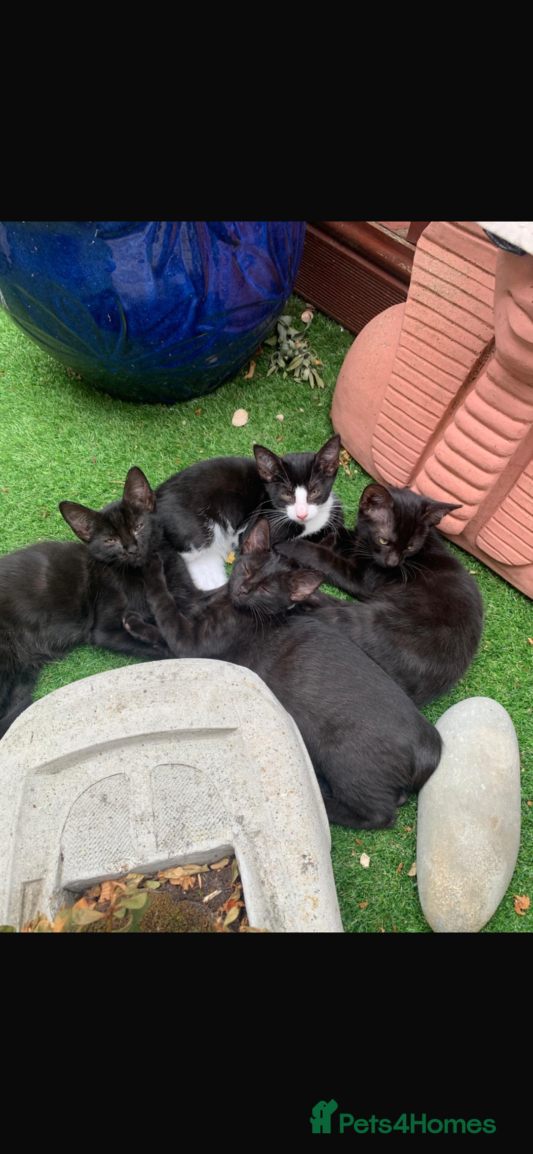 Mixed Breed cats for sale: Mixed breed kittens - Image 1
