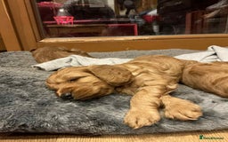 Cockapoo dogs for sale: Cockapoo puppies! - Image 3