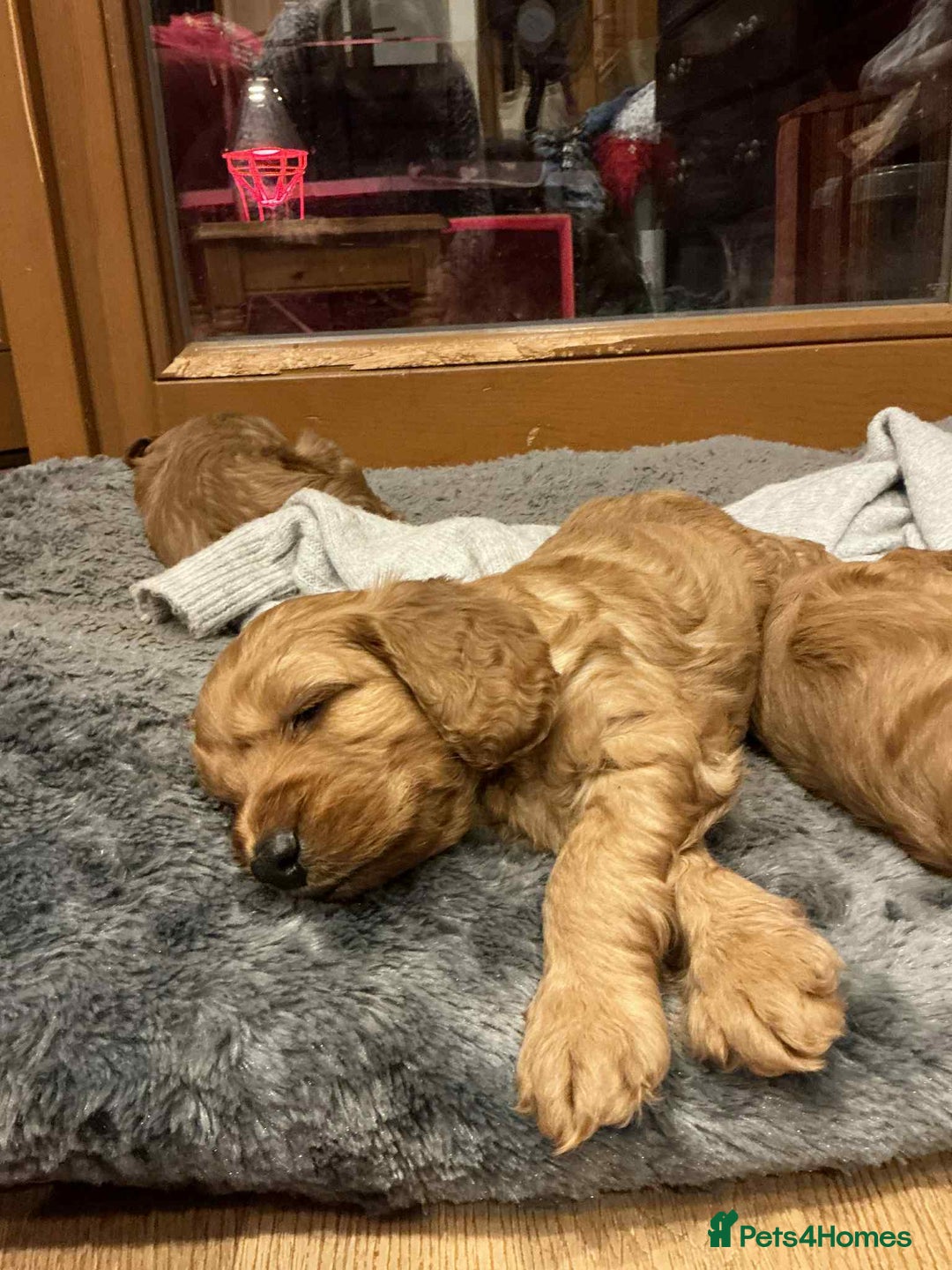 Cockapoo dogs for sale: Cockapoo puppies! - Image 3