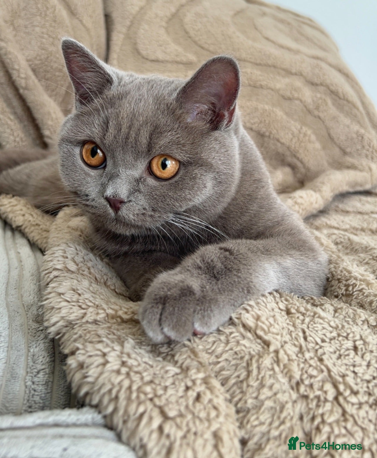 British Shorthair cats Lilac British shorthair  - Advert 1