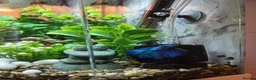 Bettas fish for sale: Male Super Delta Betta & Accessories  in Staines - Advert 3