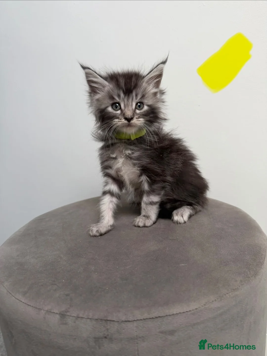 Maine Coon cats for sale: Ready now 😻 - Advert 2