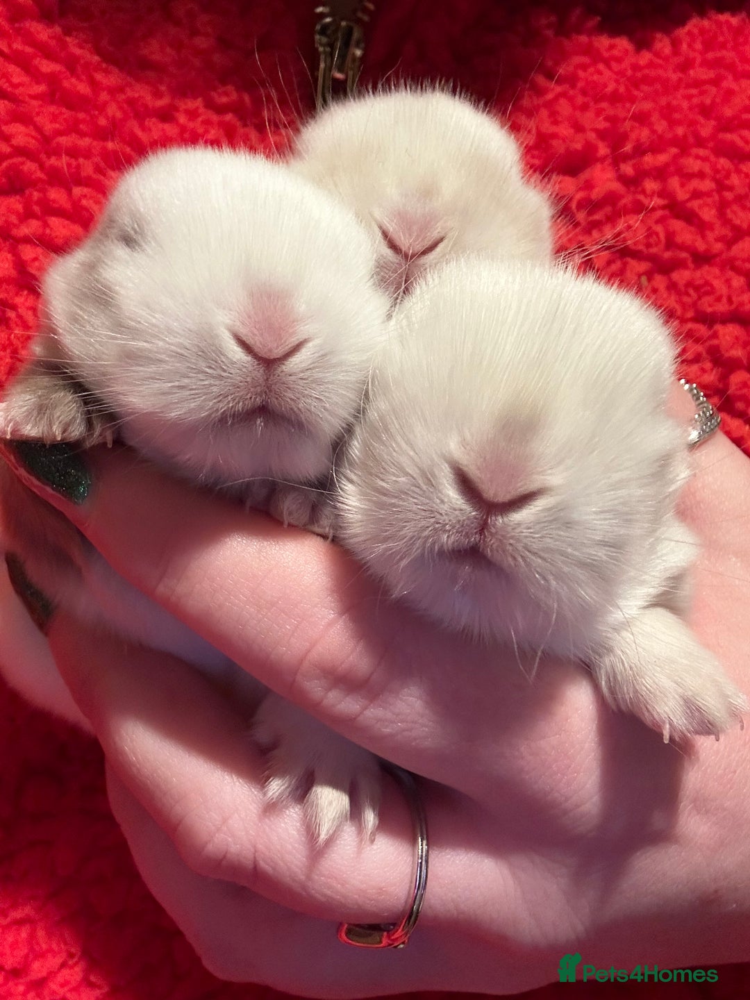 Mini Lop rabbits for sale: Stunning mini lop bunnies ready to reserve  - Advert 3