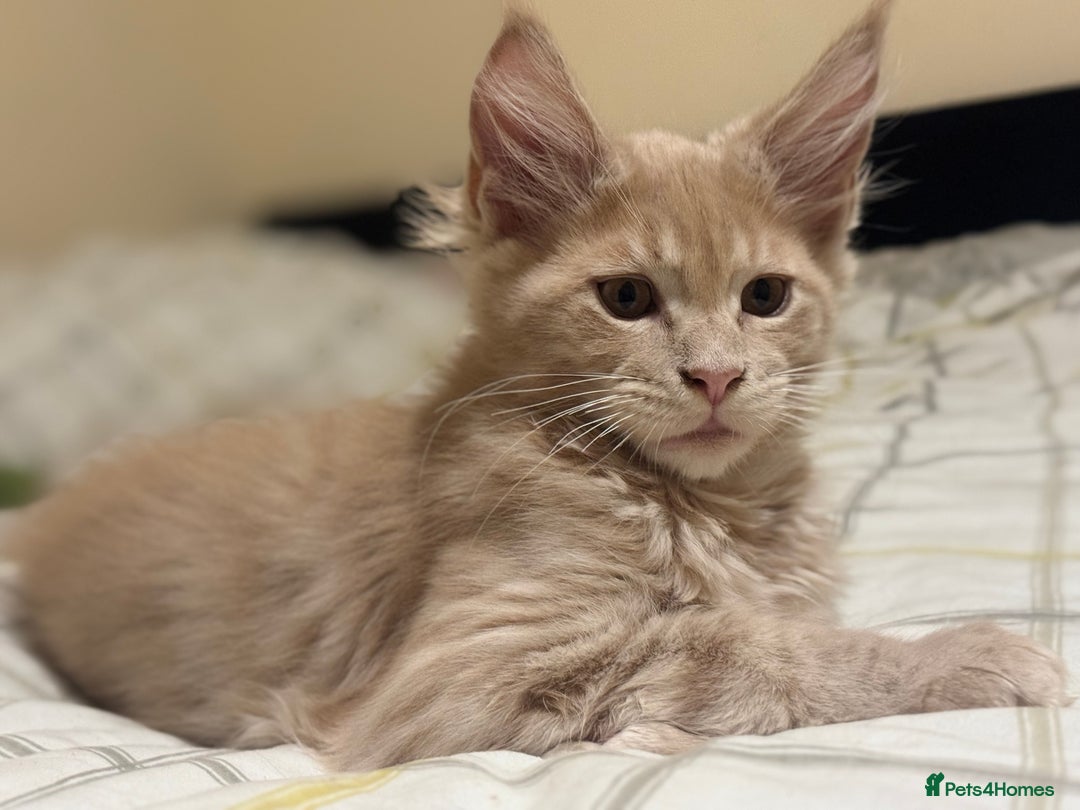 Maine Coon cats for sale: Last Ginger Boy Pure Mainecoon! - Image 35