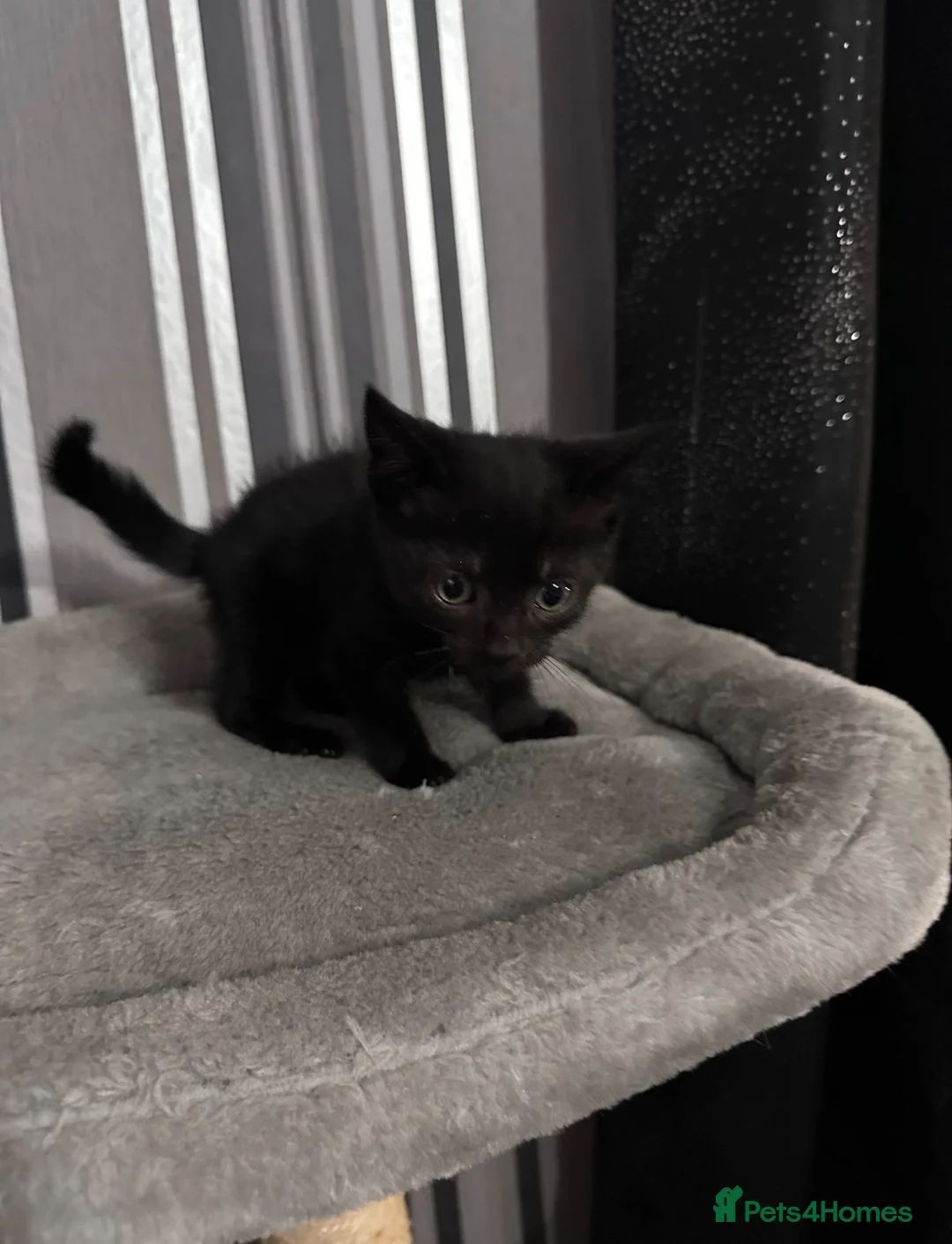 Domestic Shorthair cats for sale: Kittens looking for homes  in Rossendale - Advert 4