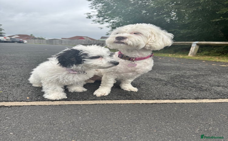 Shihpoo dogs - Advert 3