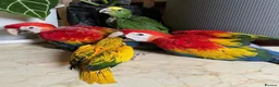 Macaws birds for sale: Scarlet Macaw A Vibrant and Charismatic Companion in Bristol - Advert 1