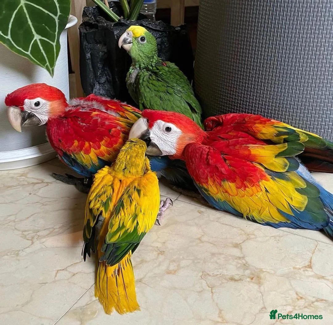 Macaws birds for sale: Scarlet Macaw A Vibrant and Charismatic Companion in Bristol - Advert 1