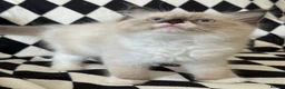 Ragdoll cats for sale: Chunky Ragdoll kittens  - Advert 19