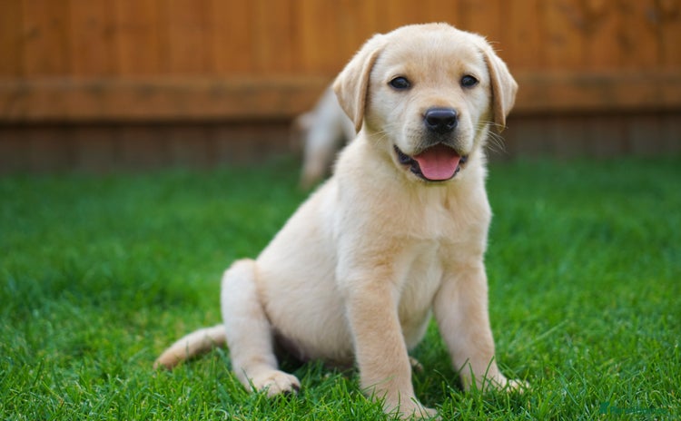 Labrador Retriever dogs - Advert 1