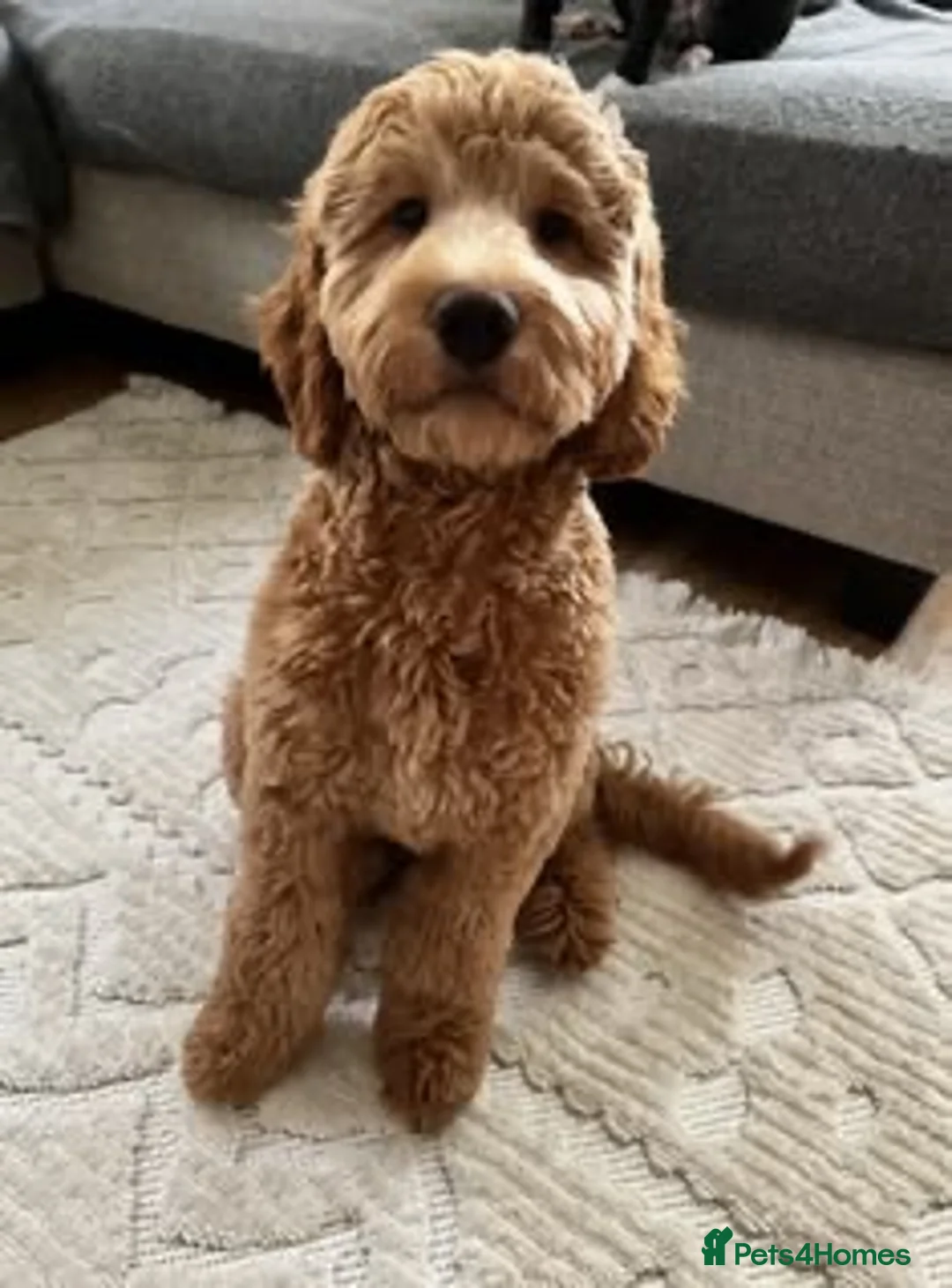 Cockapoo dogs for sale: Chocolate Cockapoo in Keston - Advert 3