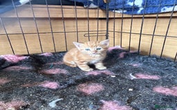Mixed Breed cats for sale: Beautiful kittens lots of Colours - Image 2