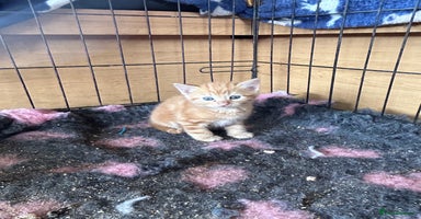 Mixed Breed cats - Advert 16