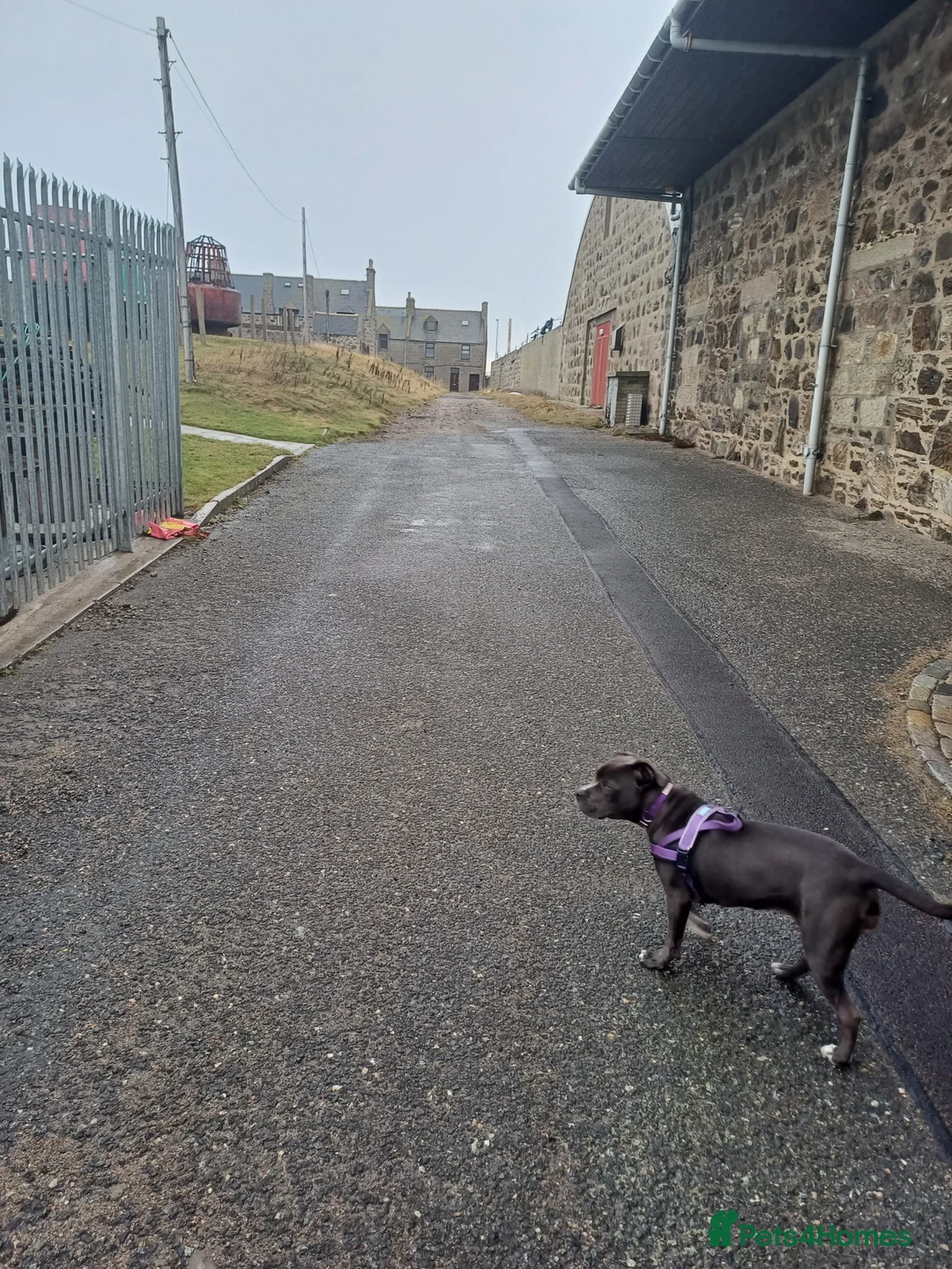 Staffordshire Bull Terrier dogs for sale: Staffordshire terrier  - Advert 10