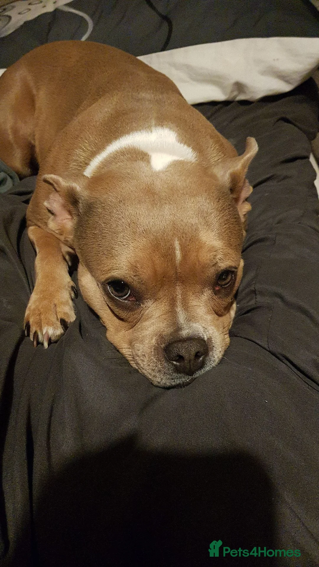 Mixed Breed dogs for sale: Staff/Frenchie in Nottingham - Advert 2