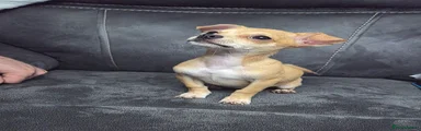 Chihuahua 2