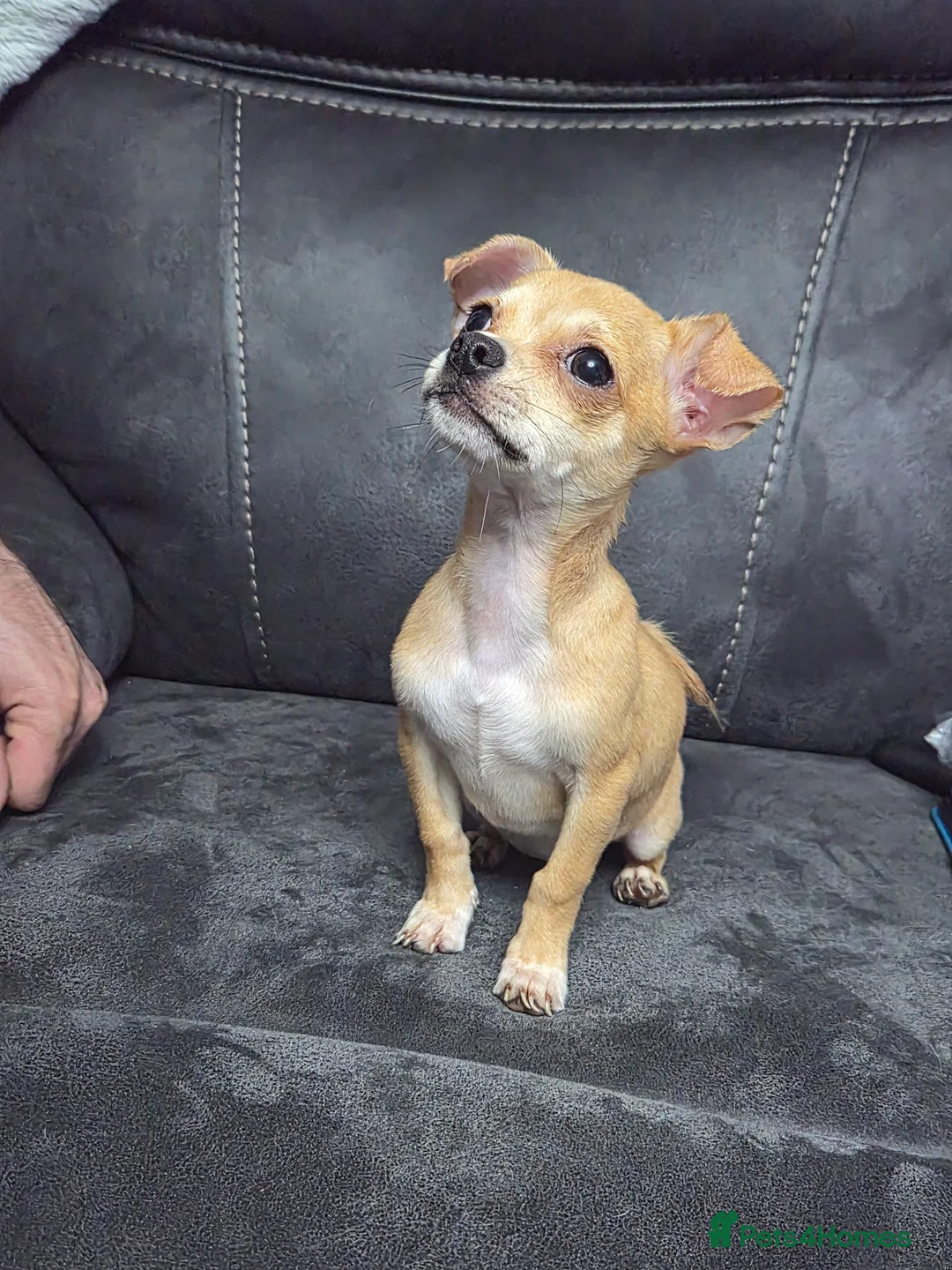 Chihuahua dogs for sale: Stunning male Chihuahua  in Pontypool - Advert 2