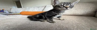 Pretty tabby girl