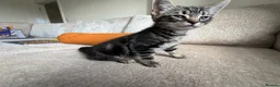 Mixed Breed cats for sale: 7 beautiful kittens ready from a loving home in Huddersfield - Advert 17