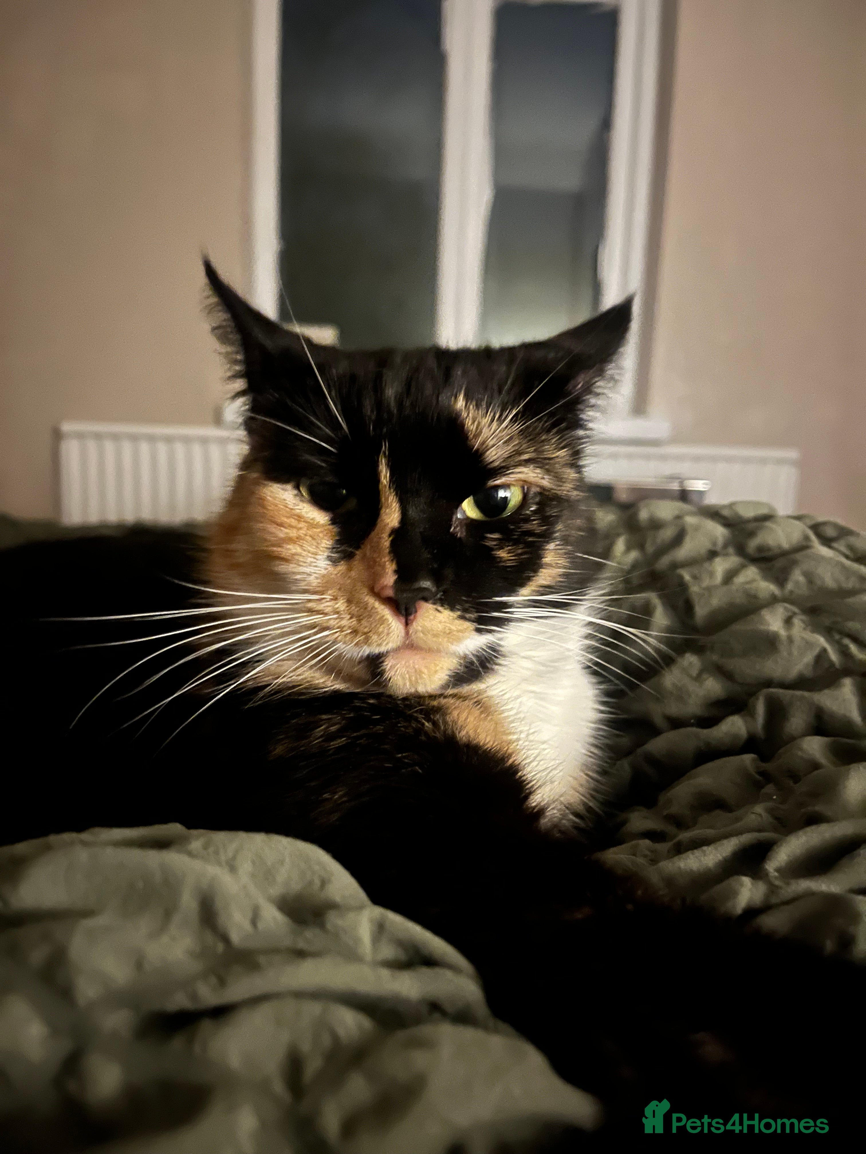 Mixed Breed cats Rehoming my gorgeous cat Lilly - Advert 1