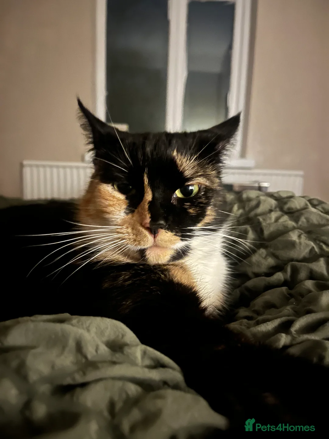Mixed Breed cats for sale: Rehoming my gorgeous cat Lilly - Advert 1