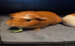 Guinea Pig rodents for sale: 2 male guinea pigs - Image 5