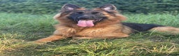 German Shepherd dogs for stud:  German shepherd available for stud duties  - Advert 3
