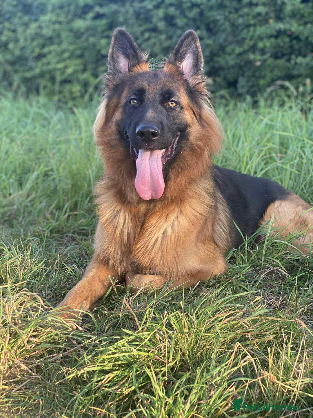German Shepherd dogs for stud:  German shepherd available for stud duties  - Image 3