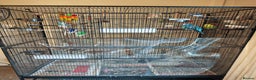 Budgerigars birds for sale: 4 Budgies with Large Cage & Accessories - Advert 2