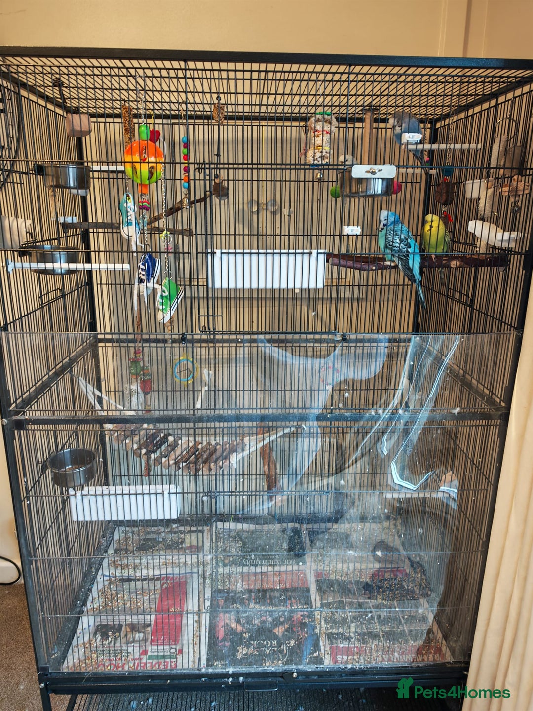 Budgerigars birds for sale: 4 Budgies with Large Cage & Accessories - Advert 2