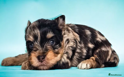 Yorkshire Terrier dogs for sale: Chocolatemerle Yorkie Boy left  - Image 10