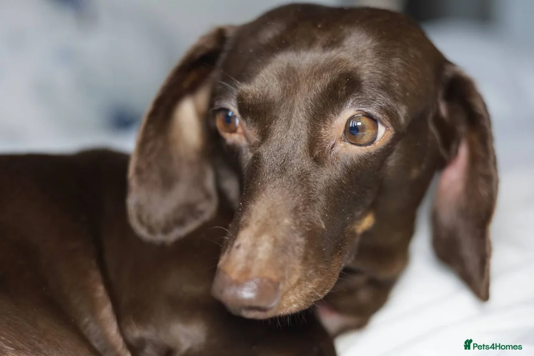 Dachshund dogs for sale: KC miniature Dachshund puppies  - Advert 3