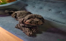 Sproodle dogs for sale: 2 sproodles for rehoming - Image 1