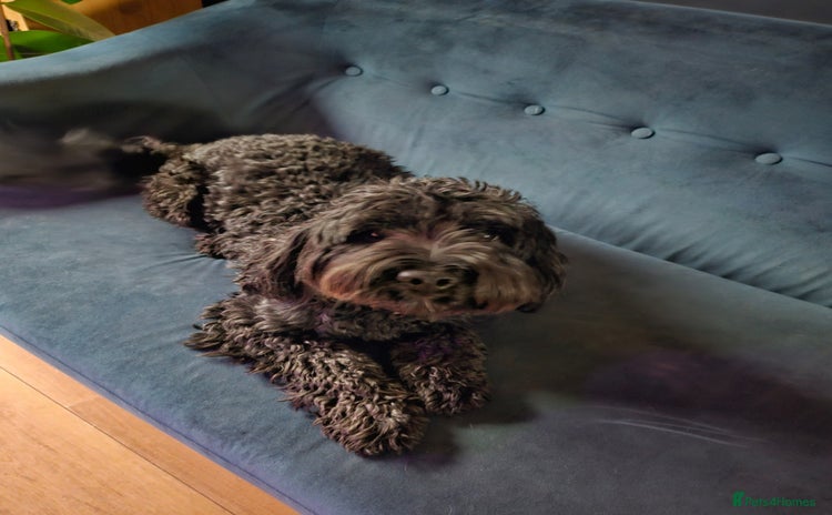 Sproodle dogs - Advert 1