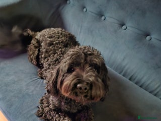 Sproodle dogs - Advert 4