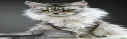 Maine Coon cats for sale: Violet - Stunning High Silver Smoke  - Advert 3