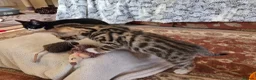 Bengal cats for sale: Adorable Bengal Cross Kittens for Sale - Advert 10
