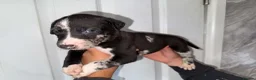 Lurcher dogs for sale: Collie bull greyhound  - Advert 5