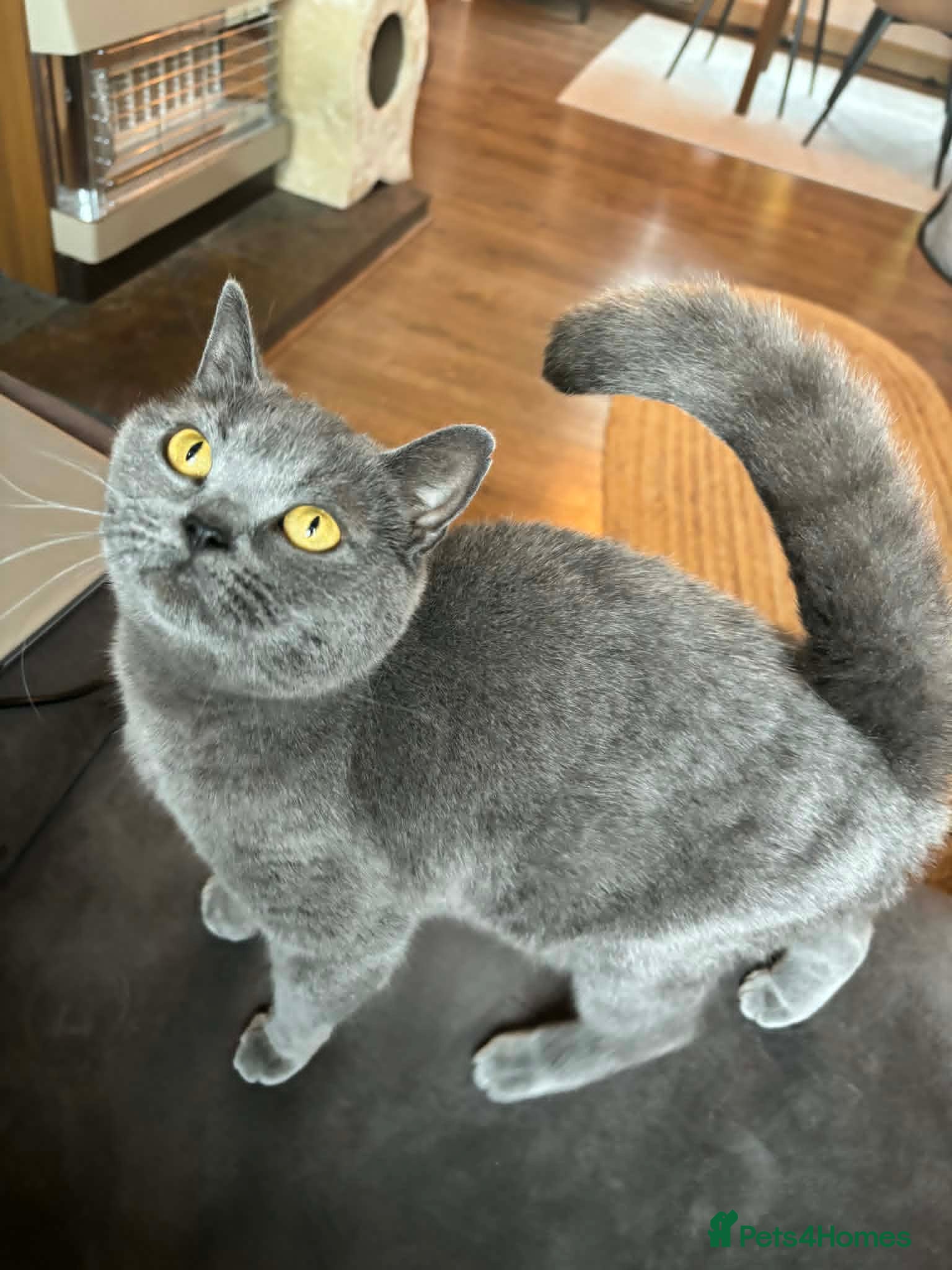 British Shorthair cats Stunning little girl - Advert 5