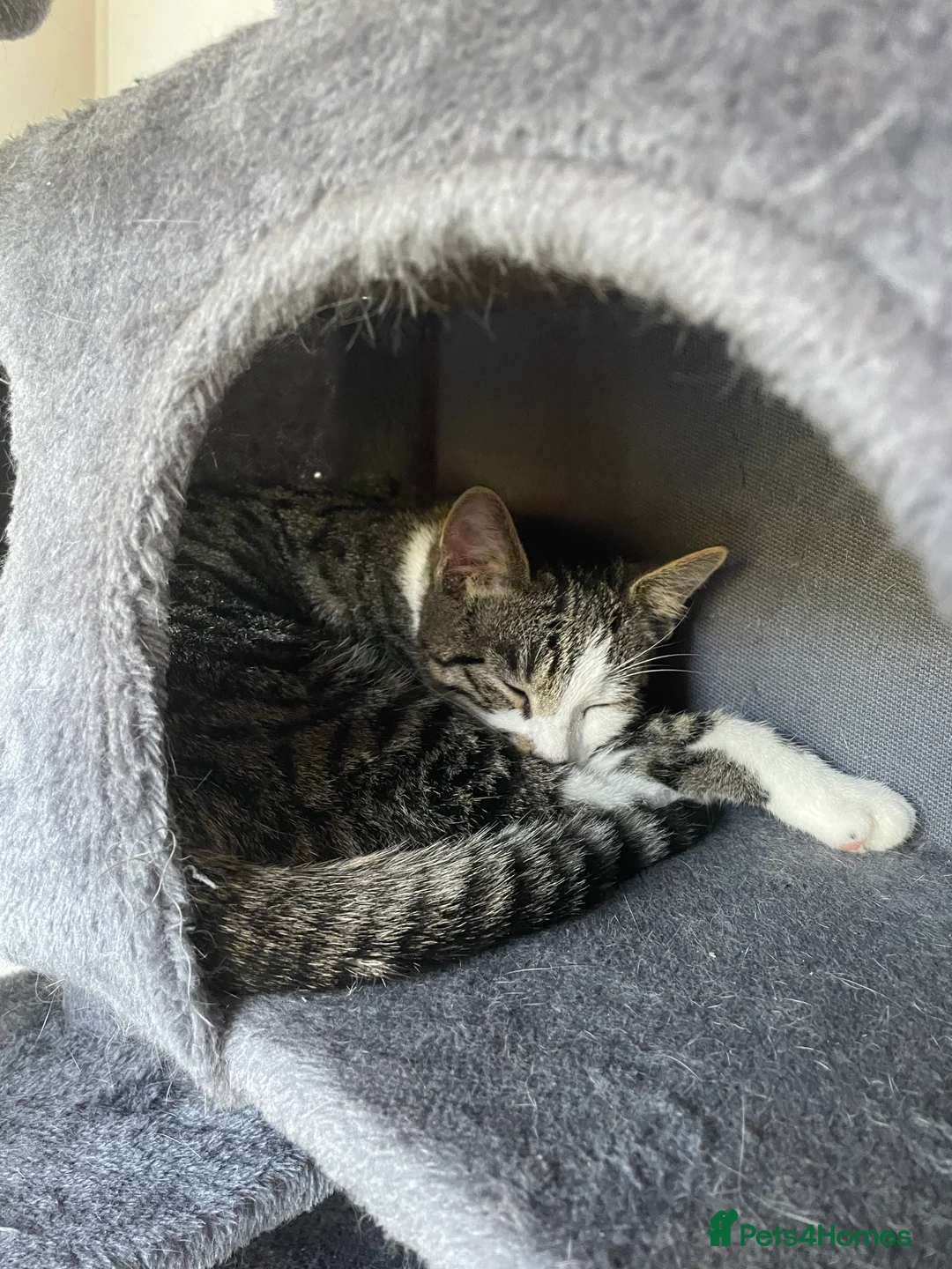 Mixed Breed cats for sale: Tabby Cat in Coulsdon - Advert 2