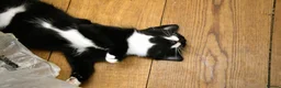 Mixed Breed cats for sale: Playful farm kittens used to people and dogs - Advert 16