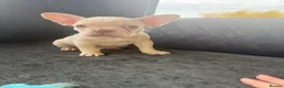 French Bulldog dogs for sale: French Bulldog Puppies - Advert 6