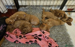 Cavapoo dogs for sale: Vet checked Cavapoo puppies F1 generation for sale - Advert 4