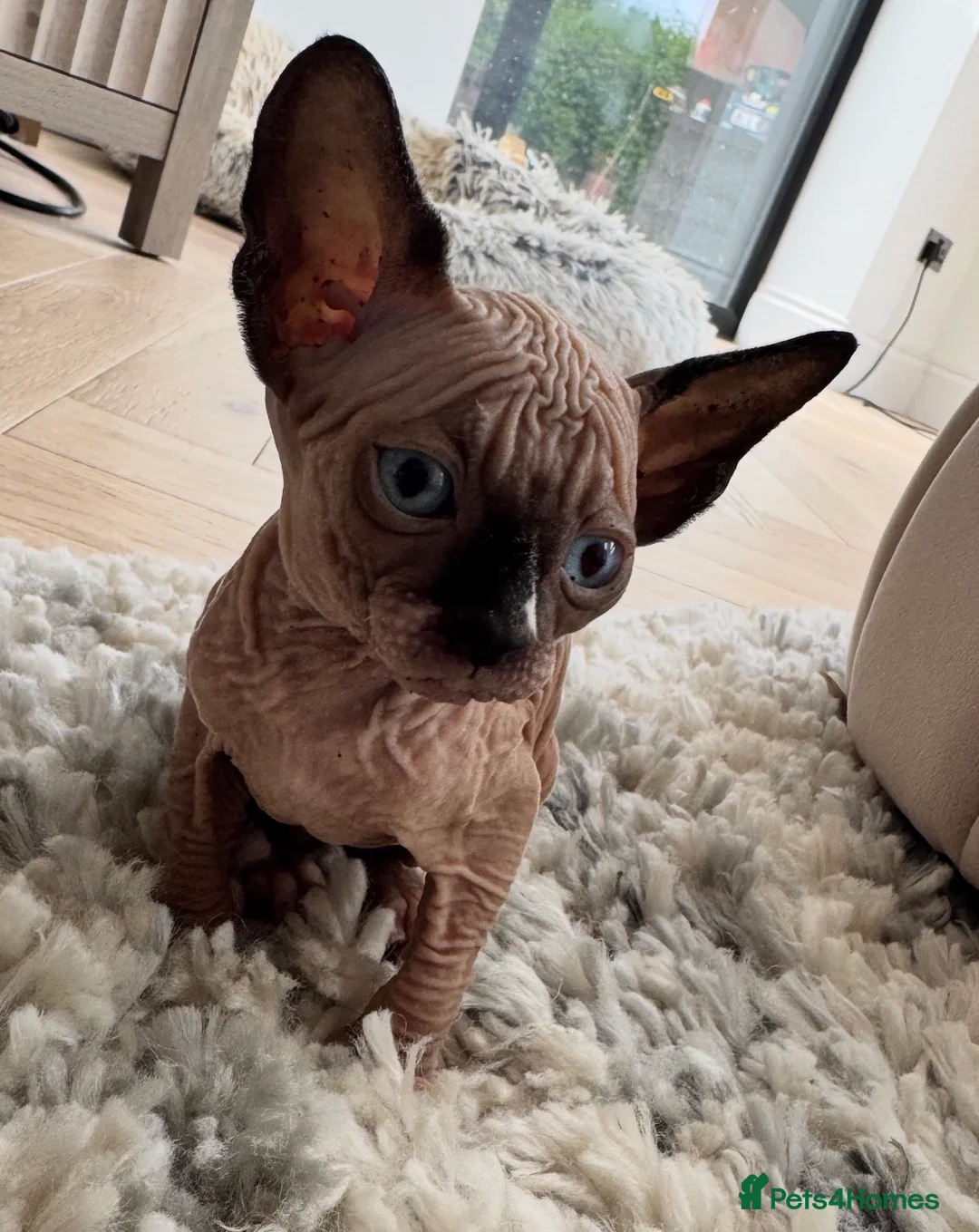 Sphynx cats for sale: Kitten  sphynx - Advert 2