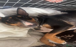 English Bull Terrier dogs for sale: English bull terrier  - Image 1